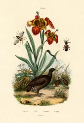 Fleur de tigre